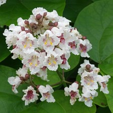 catalpa tree for sale catalpa tree for sale THORNTON-CLEVELEYS