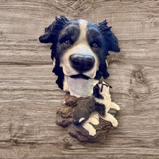Sandicast border collie for sale  Hyannis