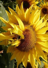 Tournesol géant russie d'occasion  Metz-