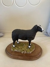 zwartbles usato zwartbles usato Spedire a Italy