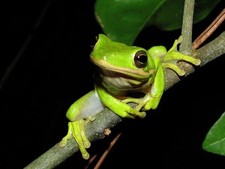 Live adult green for sale  Pomona Park