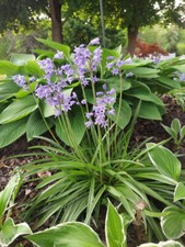 Spanish bluebell fresh for sale  Lowell