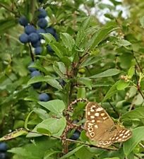 Sloe gin tree for sale  UK