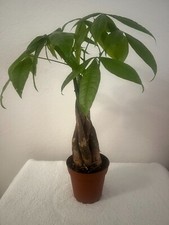 Money tree feng for sale  Mission Viejo