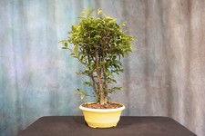 bonsai tree forest for sale bonsai tree forest for sale North Fort Myers