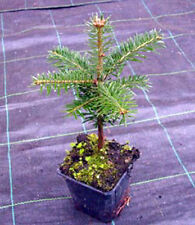 Nordmanntanne abies nordmannia gebraucht kaufen  Badersleben