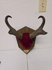 Pair pronghorn antelope for sale  Springfield
