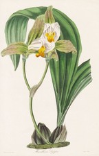 Orchidée maxillaria deppei d'occasion  Expédié en France