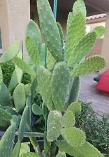 Giant red flower for sale  North Las Vegas