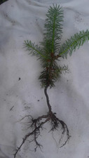 Christmas trees lot for sale  Patton