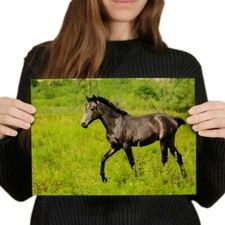 Beautiful horse foal for sale  SELBY