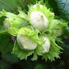 Cobnut hallesche reissenuss for sale  SOUTHAMPTON