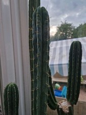 Eileen cactus special for sale  EVESHAM