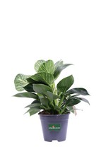 Pianta filodendro philodendron usato  Santeramo in Colle