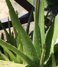plants indoor aloe vera for sale plants indoor aloe vera for sale Archer