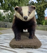 Dachs trophäe jagd gebraucht kaufen  Markkranstädt