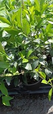 Meyer lemon tall for sale  Jacksonville