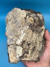 Huge triceratops skull for sale  MAIDSTONE