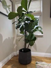 Fiddle leaf fig for sale  LONDON