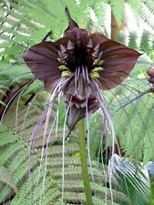 Schwarze fledermausblume black gebraucht kaufen  Schmidmühlen