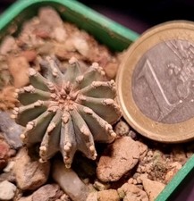 Geohintonia from seed usato  Baranzate