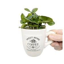 Coffea arabica arabian for sale  CREDITON