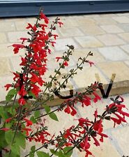 100 graines fleurs d'occasion  Colombes