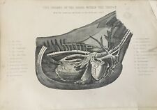 Gravura antiga com estampa de cavalo diagrama de órgãos do tórax de cavalo C1800 comprar usado  Enviando para Brazil