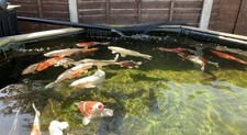 Large wooden fish for sale  PRESTON