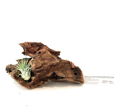driftwood airplant for sale driftwood airplant for sale La Puente