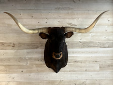 Shoulder mount longhorn for sale  Sabetha
