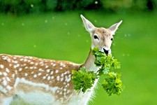 2001 deer proof for sale  Wichita