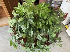 Large decorative fake for sale  Peoria