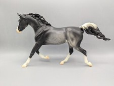 running arabians for sale running arabians for sale Ames