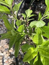 Longevity spinach edible for sale  USA