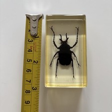Stag beetle prosopocoilus for sale  CHESTERFIELD