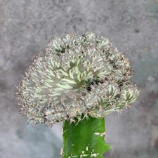 Euphorbia horwoodii cristata for sale  Valley Village