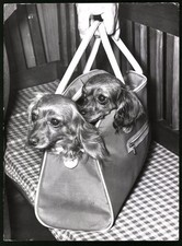 Fotografie röhnert berlin gebraucht kaufen  Berlin
