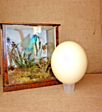 Vintage ostrich egg for sale  UK