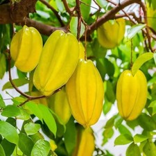 Big star fruit for sale  New Port Richey
