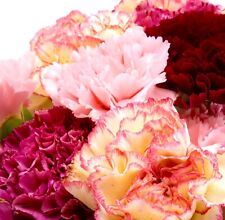 Mixed carnation scented for sale  DEWSBURY
