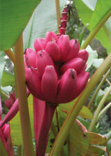 Musa velutina banana usato  Italia