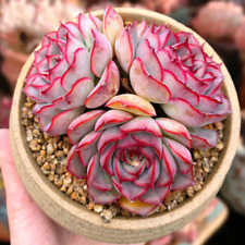 Echeveria orion live for sale  Fallbrook