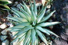 Agave desmettiana quicksilver for sale  Downey