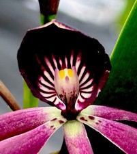 Epidendrum black octopus usato  Spedire a Italy