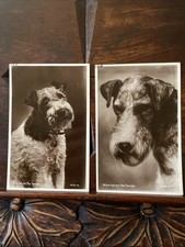 Dogs wire haired for sale  BUCKINGHAM
