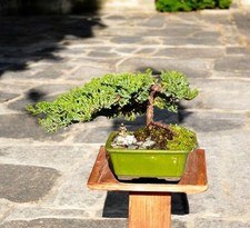Old large juniper for sale  Brentwood