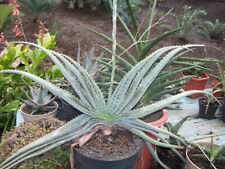 Semi aloe suprafoliata usato  Trappeto