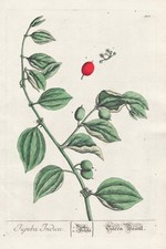 Gravura Jujuba Indica Índia Botânica Blackwell Kräuterbuch 1760 comprar usado  Enviando para Brazil