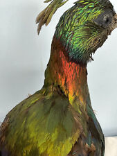 Monal impeyan pheasant for sale  Oakville